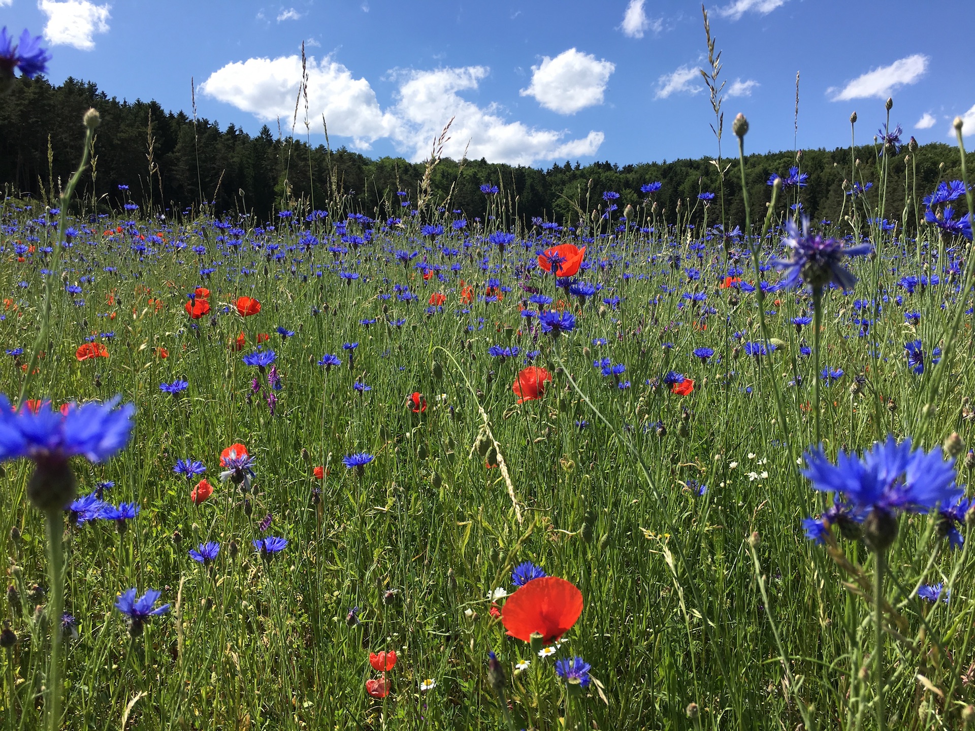 Eine schöne Blumenwiese